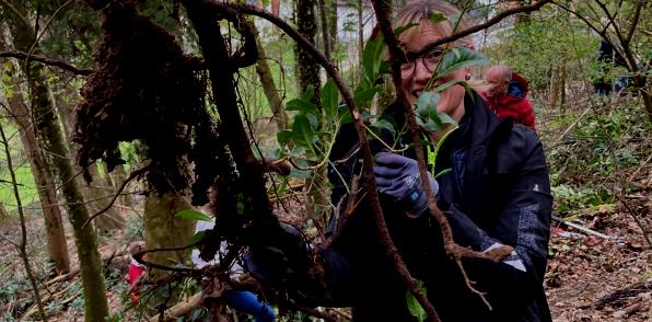 Kirschlorbeerwurzeln wir bekämpfen Neophyten im Hurbig Wald bei Buchberg